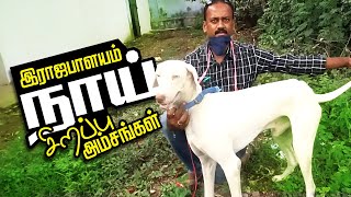 ராஜபாளையம் நாய் வளர்ப்பு பண்ணை  Rajapalayam Dog Farm at Rajapalayam  Dog Buying Guide [upl. by Lodovico206]