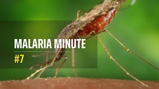 Malaria Minute 7 [upl. by Knowlton]