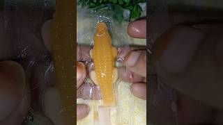 Crocodile jelly candy 🐊shorts youtubeshorts trending chocolate candy jellycandy food [upl. by Yetak884]