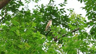 Greystreaked flycatcher 灰斑鶲 [upl. by Aidan]