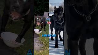 Pitbull VS Cane Corso  Who Wins shorts canecorso pitbull [upl. by Eisele]