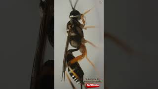 Exploring The Lemon Tree Borer Parasitoid Wasp under a Microscope [upl. by Moffitt]