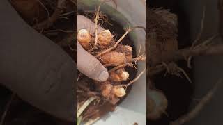 Haldi harvesting Turmeric harvest on terrace gardenshorts ytshorts [upl. by Israel749]