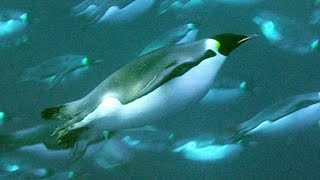 Deep Sea Diving For Food  Natural World Penguins of The Antarctic  BBC Earth [upl. by Linskey164]