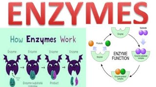 enzyme mechanism of enzyme actionlock and key amp nduced feet hypotheses bsc 5sem botanyenzyme [upl. by Dworman253]