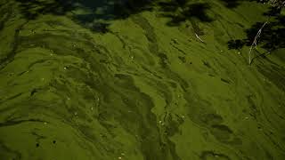 Cyanobacterial blooms flowing into Lake Erie [upl. by Mayeda712]