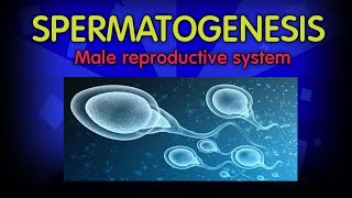 Spermatogenesis class 12  structure of sperm  Human reproduction  Embryology  physiology [upl. by Lucania53]