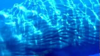 Sperm Whale Closeup Clicking with Sonar [upl. by Atsylac]