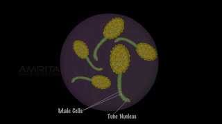 Study of Pollen Germination  MeitY OLabs [upl. by Ofloda462]