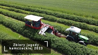 Haskap harvest 2023 with Joanna5 Premium [upl. by Trebor]