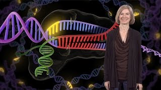 Jennifer Doudna UC Berkeley  HHMI Genome Engineering with CRISPRCas9 [upl. by Joelly882]