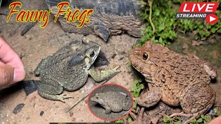 🐸Boing boing catching froggy funny  wep wep catch frogs make you laugh Part 9 funny frogs shorts [upl. by Manoff935]