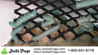 How to Keep and Feed Hornworms [upl. by Halley]