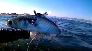 Spearfishing Action Catching Gigantic Mullet in the Black Sea  20 Shots in 6 Minutes [upl. by Calypso813]