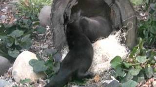 River Otters Playing  Sacramento Zoo [upl. by Hanway]