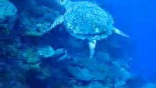 Diving w Turtle in Port Antonio Jamaica [upl. by Aneeles]