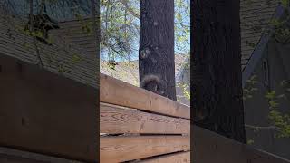 Does this squirrel pass the loaf test 🥖🥜😍 saymashaallah shorts squrrel cuteanimal viral [upl. by Xela521]