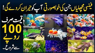 Fish Aquarium Shop Aquarium Fish Price in Pakistan All Kind Of Fishes Tank Accessories Market Voice [upl. by Zena]