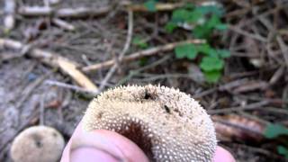 Flaschenstäubling  Common Puffball Lycoperdon perlatum [upl. by Nairde]