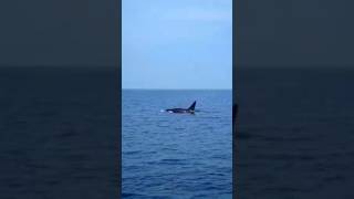 Rare Killer Whale sighting in the stunning waters of Lakshadweep Ocean  Near Minicoy Island  Orca [upl. by Zzaj]