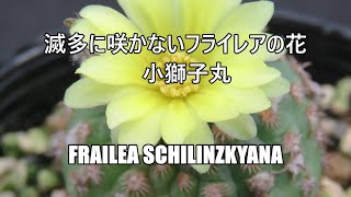 サボテンと遊ぼう 滅多に咲かないフライレアの花 小獅子丸 Frailea schilinzkyana [upl. by Woodie902]