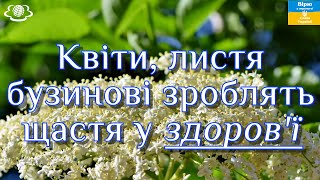 🌺Квіти листя бузинові зроблять щастя у здоровї🌺🌺🌺 [upl. by Litt]