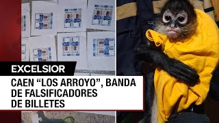 Detienen a falsificadores de billetes en la CDMX y les incautan un mono araña [upl. by Ruhtracam139]