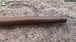 Trigoniulus corallinus  Rusty Millipede  Common Asian Millipede [upl. by Gayl]