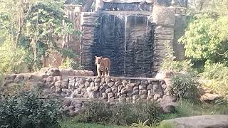 Tiger attack on Baby  Tiger roar jungle mumbai tiger [upl. by Fedirko]