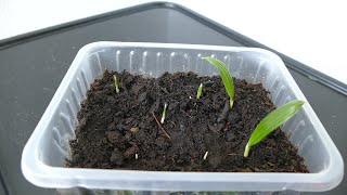 Growing Trachycarpus Fortunei From Seed [upl. by Irak746]