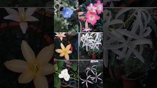 Some of my collection shorts flowers flower nature garden gardenflowers adenium [upl. by Sillad]