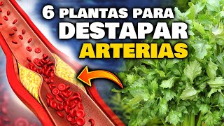 EVITA un INFARTO Las 6 PLANTAS que LIMPIAN las VENAS y ARTERIAS OBSTRUIDAS  Bajar el COLESTEROL [upl. by Noryt]