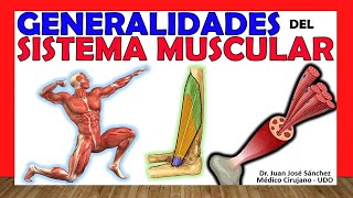 🥇 SISTEMA MUSCULAR Clasificación Tipos y Generalidades [upl. by Airotnahs]