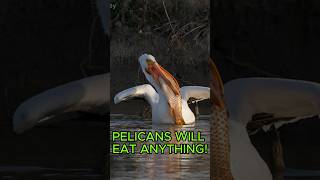 Pelicans Will Eat Anything [upl. by Clarke]