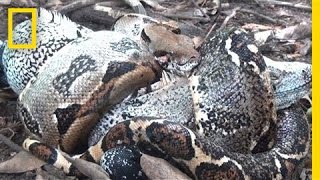 The Boa in My Backyard  National Geographic [upl. by Elohcin]