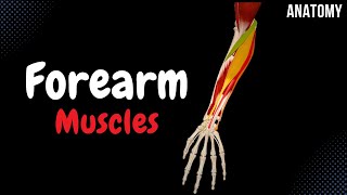 Muscles of the Forearm Division Origin Insertion Function [upl. by Gerti720]