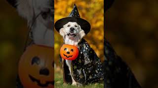 TOP 5 MEJORES DISFRACES PARA PERROS PARA HALLOWEEN 🎃🧡🐶 [upl. by Koziel903]