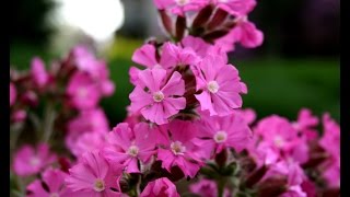 Best Perennials  Lychnis Rollys Favorite Campion [upl. by Etiragram]