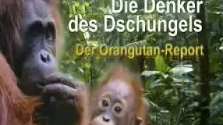 Die Denker des Dschungels  Der Orangutan Report  Teil 1 [upl. by Lenej400]