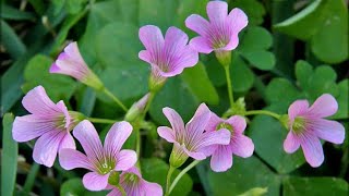 Wood sorrel and it’s benefits [upl. by Deedahs]