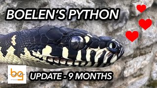 Boelens Python Simalia Boeleni update 2  Nine months [upl. by Rodnas904]