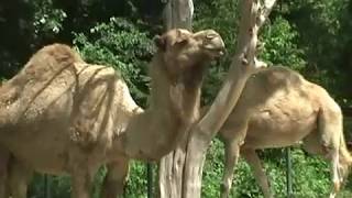 The Dromedary Camel Camelus Dromedarius One Hump [upl. by Gweneth506]