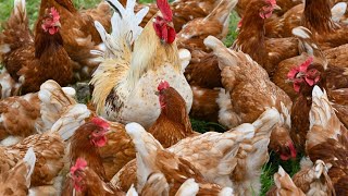 Poultry products from Victoria banned after avian influenza outbreak [upl. by Annasiul]