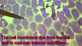 Marchand Biology  Plasmolysis in Red Onion Techno [upl. by Evan152]