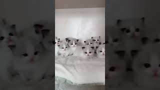 ¡Este Gato Te Dejará Sin Palabras 😻 Increíbles Trucos Felinos Que No Creerás [upl. by Slack641]