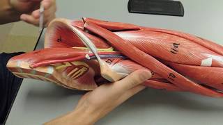 Muscles of the Thigh IDs [upl. by Ecahc]