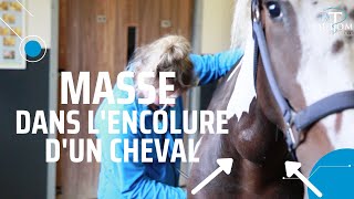 Masse dans lencolure dun cheval Explication 🇳🇱 🇬🇧 [upl. by Einohtna]