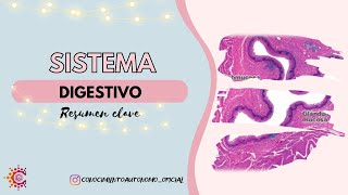 Sistema Digestivo [upl. by Ahsirahc71]