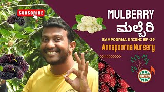 ಮಲ್ಬೆರಿ ರೇಷ್ಮೆ ಹಣ್ಣು ಹಿಪ್ಪುನೇರಳೆ ಉಪ್ಪುನೇರಳೆ  Mulberry Morus alba  Sampoorna Krishi Ep  29 [upl. by Joab]