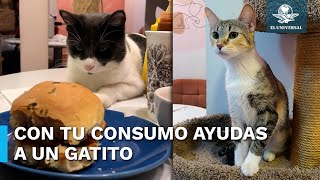 Catfecito la cafetería perfecta para los amantes de los gatos [upl. by Adoh]